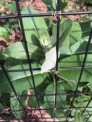 Asclepias syriaca