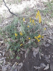 Genista tricuspidata