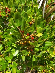 Rhamnus pirifolia