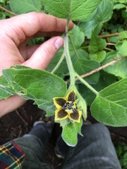 Physalis coztomatl