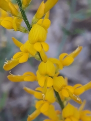 Genista tricuspidata