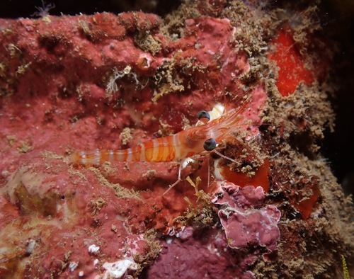 Cinetorhynchus fasciatus, 2022-06-01