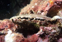 Pinctada margaritifera