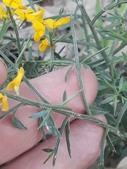 Genista tricuspidata