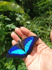 Prepona laertes louisa