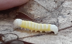 Pyreferra hesperidago