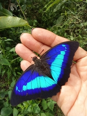 Prepona laertes louisa