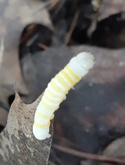 Pyreferra hesperidago