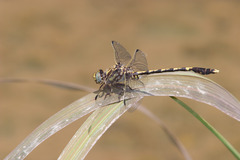 Progomphus obscurus