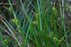 Carex lepidocarpa