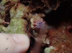 Heterocentrotus mamillatus