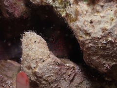 Cirripectes vanderbilti