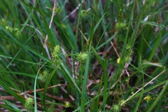 Carex lepidocarpa