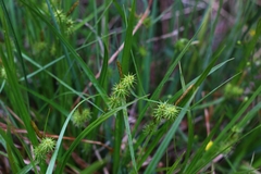 Carex lepidocarpa