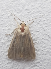 Mythimna riparia
