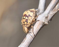 Orsilochides scurrilis