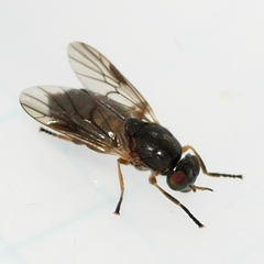 Allognosta fuscitarsis