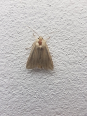 Mythimna riparia