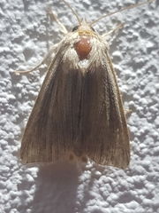 Mythimna riparia
