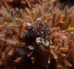 Pseudoceros leptostictus