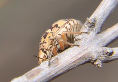 Orsilochides scurrilis