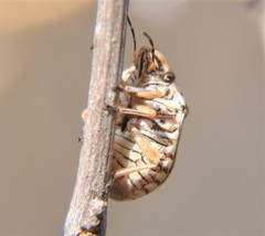 Orsilochides scurrilis