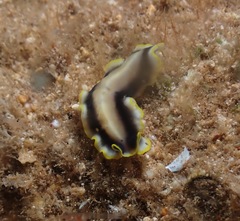 Pseudoceros paralaticlavus