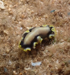 Pseudoceros paralaticlavus