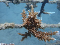 Acroporidae