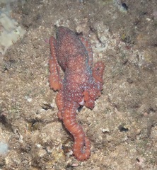 Callistoctopus luteus