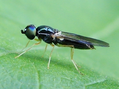 Sargus decorus