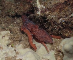 Callistoctopus luteus