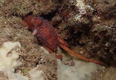 Callistoctopus luteus