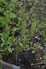 Equisetum pratense image