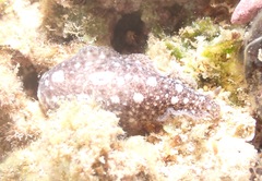Dendrodoris elongata