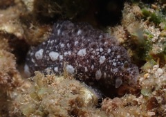 Dendrodoris elongata