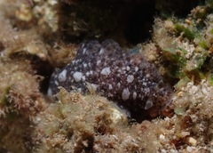 Dendrodoris elongata