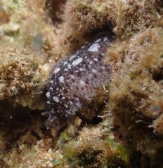 Dendrodoris elongata