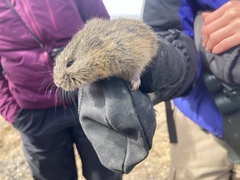 Lemmus trimucronatus