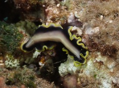 Pseudoceros paralaticlavus