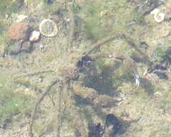 Pyromaia tuberculata