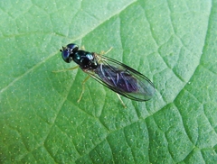 Sargus decorus