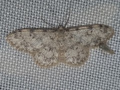 Idaea contiguaria