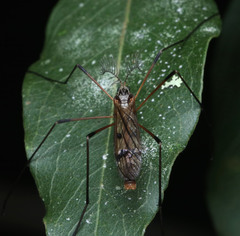 Nephrotoma australasiae