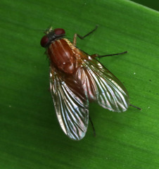 Dichaetomyia