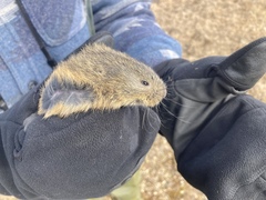 Lemmus trimucronatus