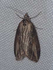 Chesias isabella
