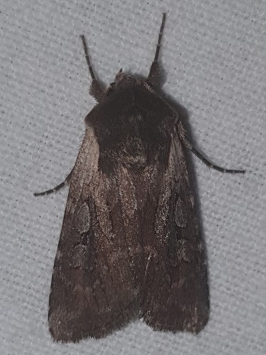 Noctuelle de la Callune