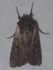 Lycophotia molothina