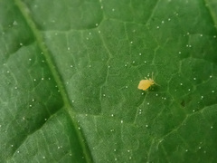 Deuterosminthurus pallipes